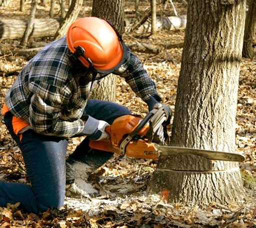 Tree Removal in Snyder, OK